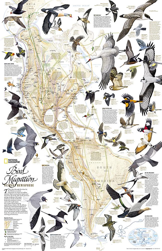 Carte murale (en anglais) - La Migration des oiseaux dans l'hémisphère nord | National Geographic carte murale petit tube National Geographic Papier 